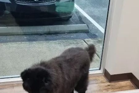 The Pet Hospitals Downtown