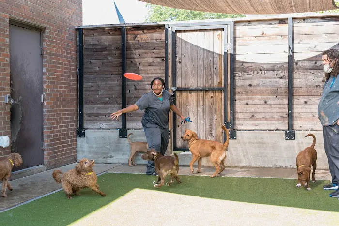 The Pet Hospitals Downtown 12
