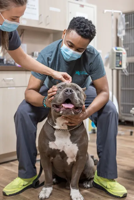 The Pet Hospitals Downtown 12