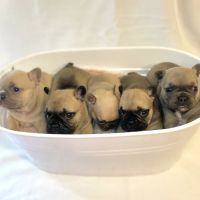 PetVax Complete Care Centers - Bartlett ico
