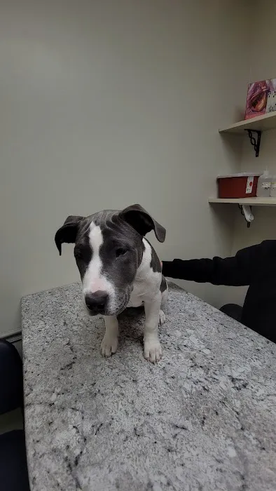 Shelby Center Hospital for Animals 12