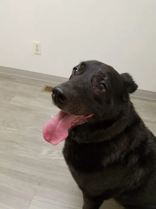 Shelby Center Hospital for Animals 12