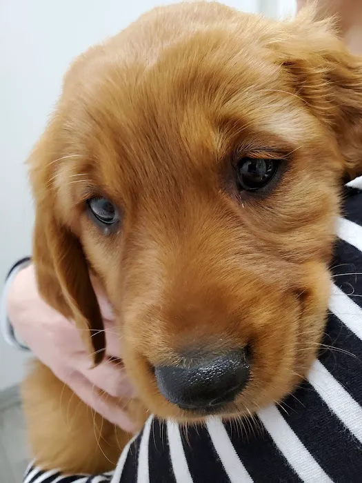 Shelby Center Hospital for Animals 12