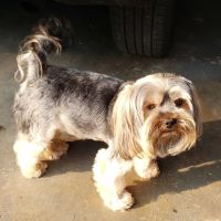 Shelby Center Hospital for Animals ico