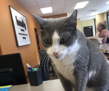 BrownDog Lodge Veterinary Clinic