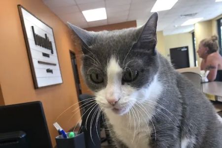 BrownDog Lodge Veterinary Clinic