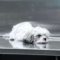 The Pet Hospitals ico