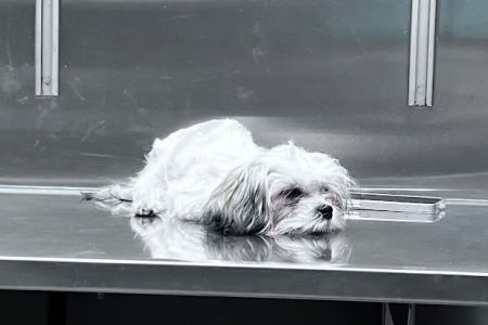 The Pet Hospitals