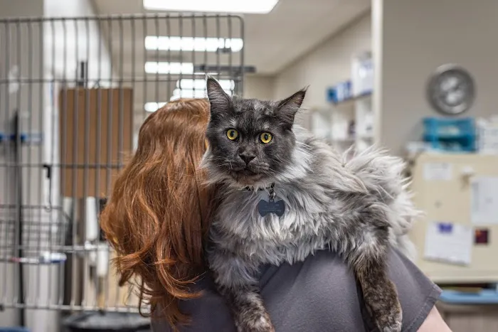The Pet Hospitals 12