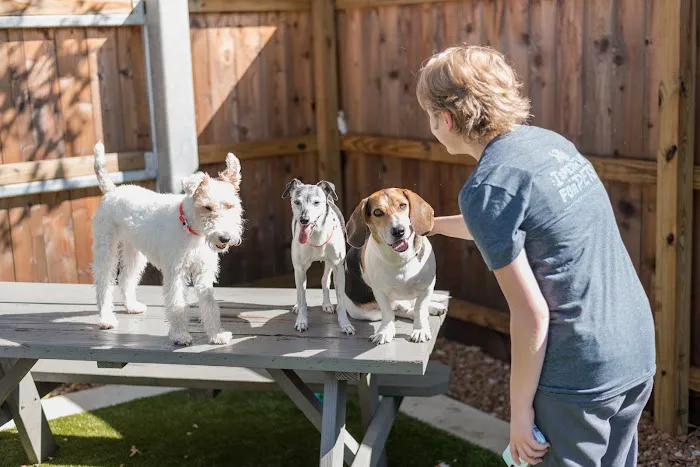 The Pet Hospitals 12