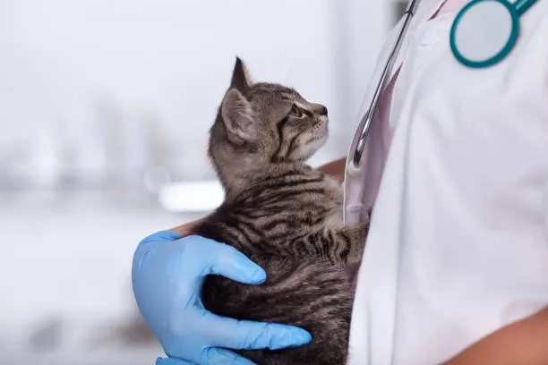 Oxford Veterinary Clinic 12