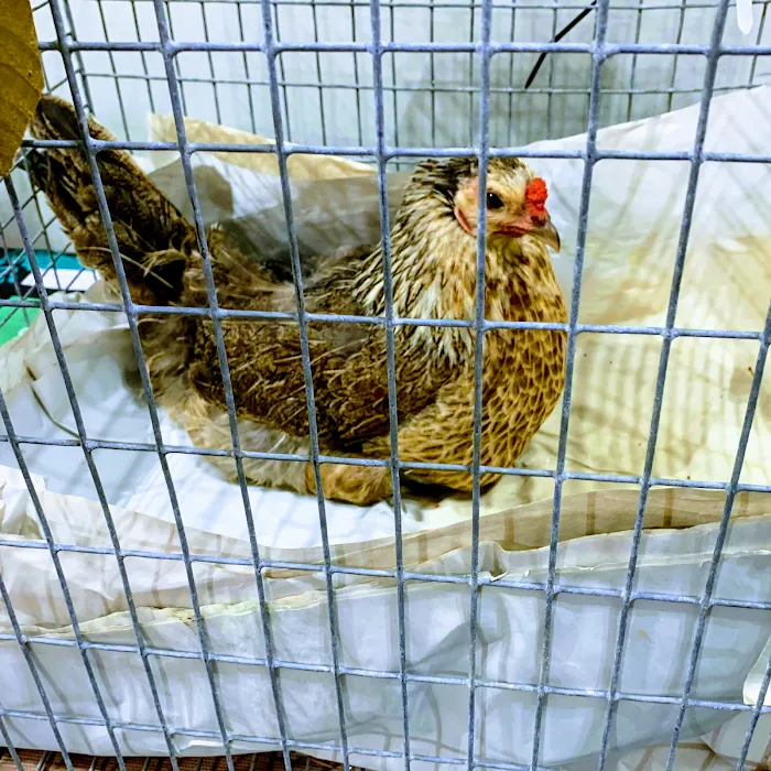 Oxford Veterinary Clinic 12