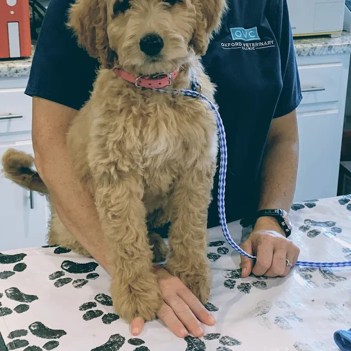Oxford Veterinary Clinic 12