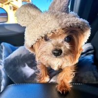 Pacific Coast Veterinary Dentistry & Oral Surgery ico