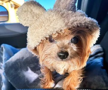 Pacific Coast Veterinary Dentistry & Oral Surgery