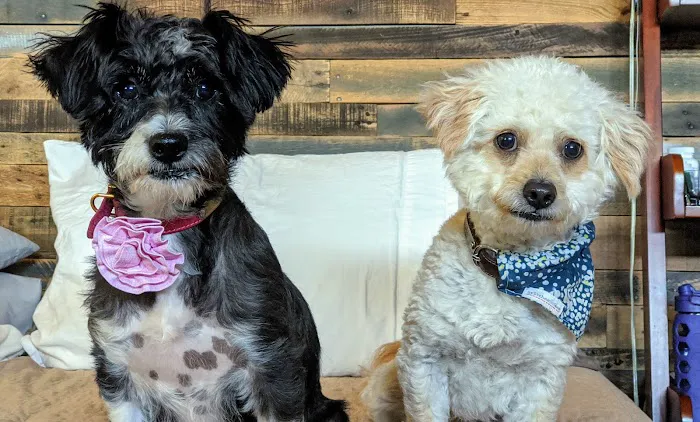 East & West Animal Hospital - San Marcos 12