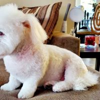 East & West Animal Hospital - San Marcos ico