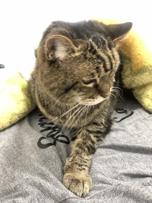 East & West Animal Hospital - San Marcos 12