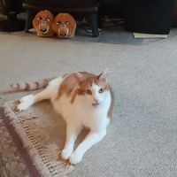 Bressi Ranch Pet Hospital ico