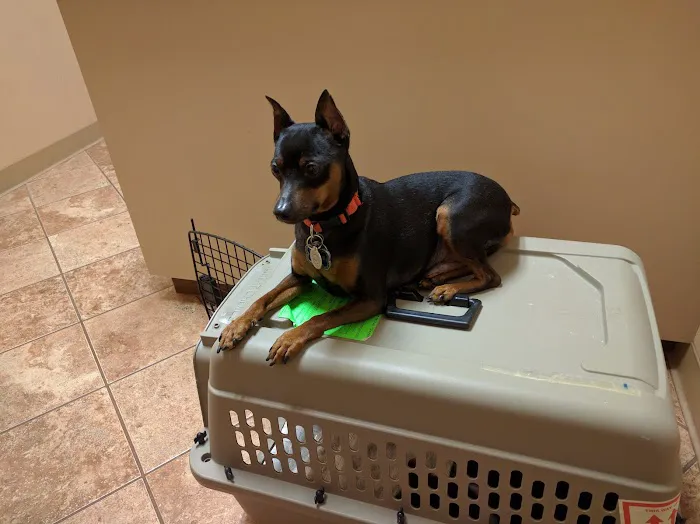 Bressi Ranch Pet Hospital 3