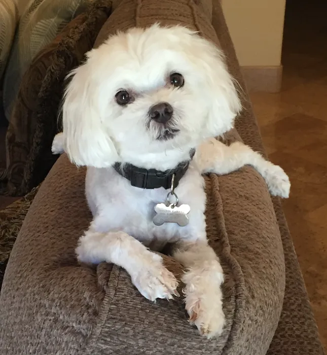Bressi Ranch Pet Hospital 10