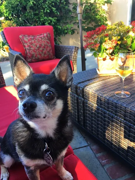Bressi Ranch Pet Hospital 7