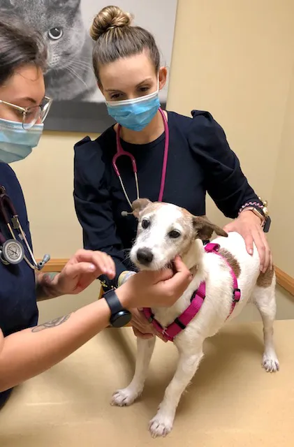 VCA California Veterinary Specialists-Carlsbad 12