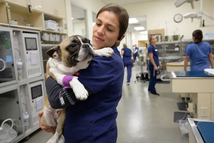 VCA California Veterinary Specialists-Carlsbad 12
