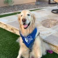 VCA California Veterinary Specialists-Carlsbad ico