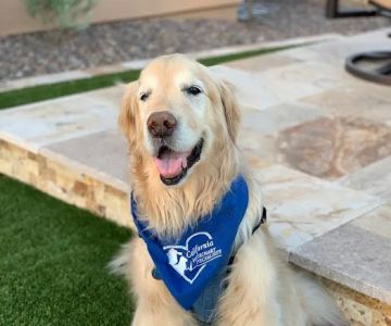 VCA California Veterinary Specialists-Carlsbad