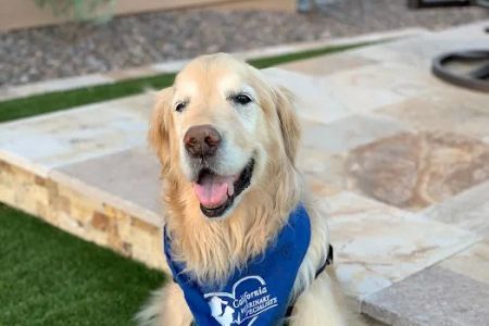 VCA California Veterinary Specialists-Carlsbad