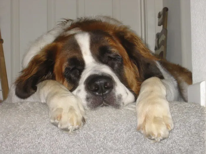 VCA California Veterinary Specialists-Carlsbad 12