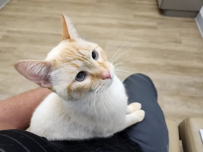 Twin Oaks Animal Hospital 12