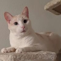 Twin Oaks Animal Hospital ico