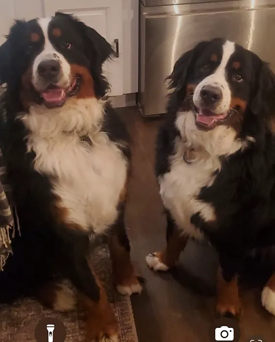 Twin Oaks Animal Hospital 12