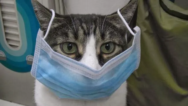 Discovery Valley Animal Hospital 12