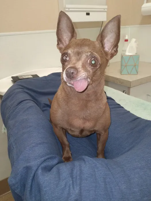 Discovery Valley Animal Hospital 12