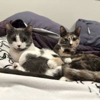 Vetco Total Care Animal Hospital ico
