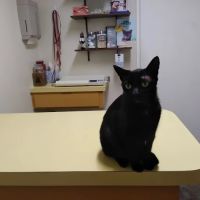 San Marcos Veterinary Clinic ico