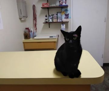 San Marcos Veterinary Clinic