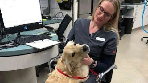 Animal Urgent Care 12