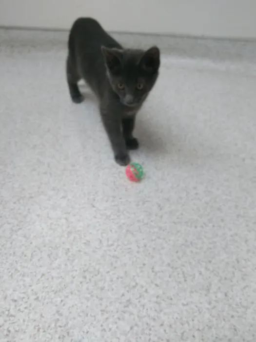 Point Loma Veterinary Clinic 12