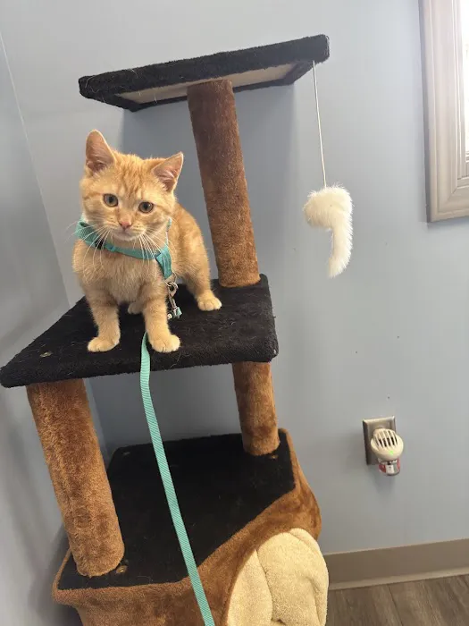 Lakewood Animal Hospital 12