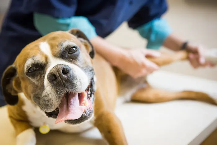 Lakewood Animal Hospital 12