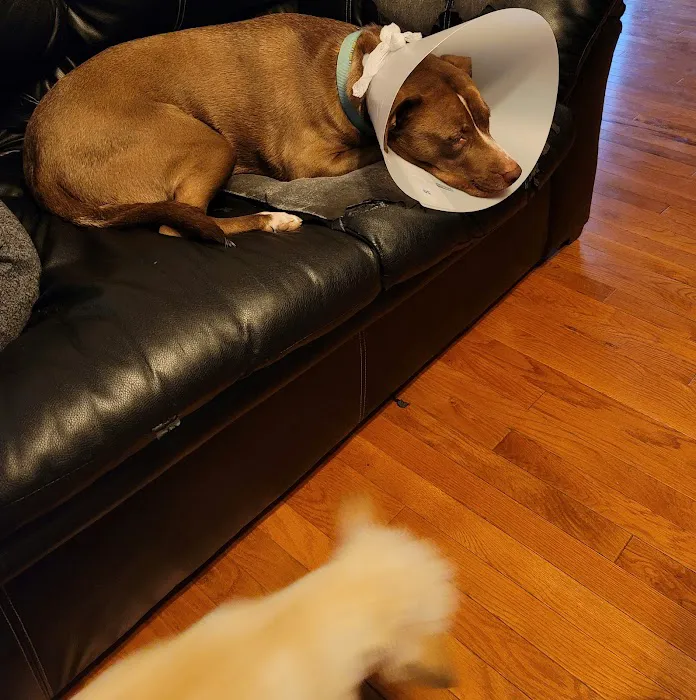 Lakewood Animal Hospital 12