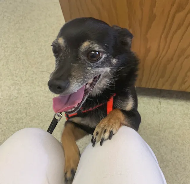 Lakewood Animal Hospital 12