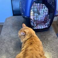 Lakewood Animal Hospital ico