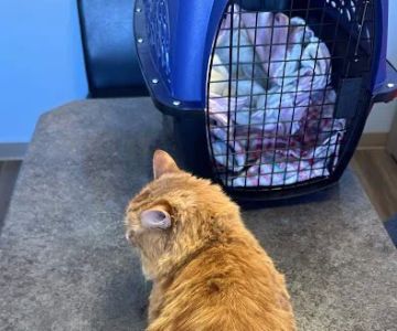 Lakewood Animal Hospital