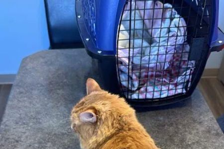 Lakewood Animal Hospital