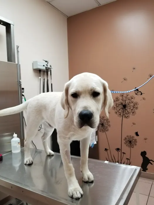 Ridgefield Park Animal Hospital 5